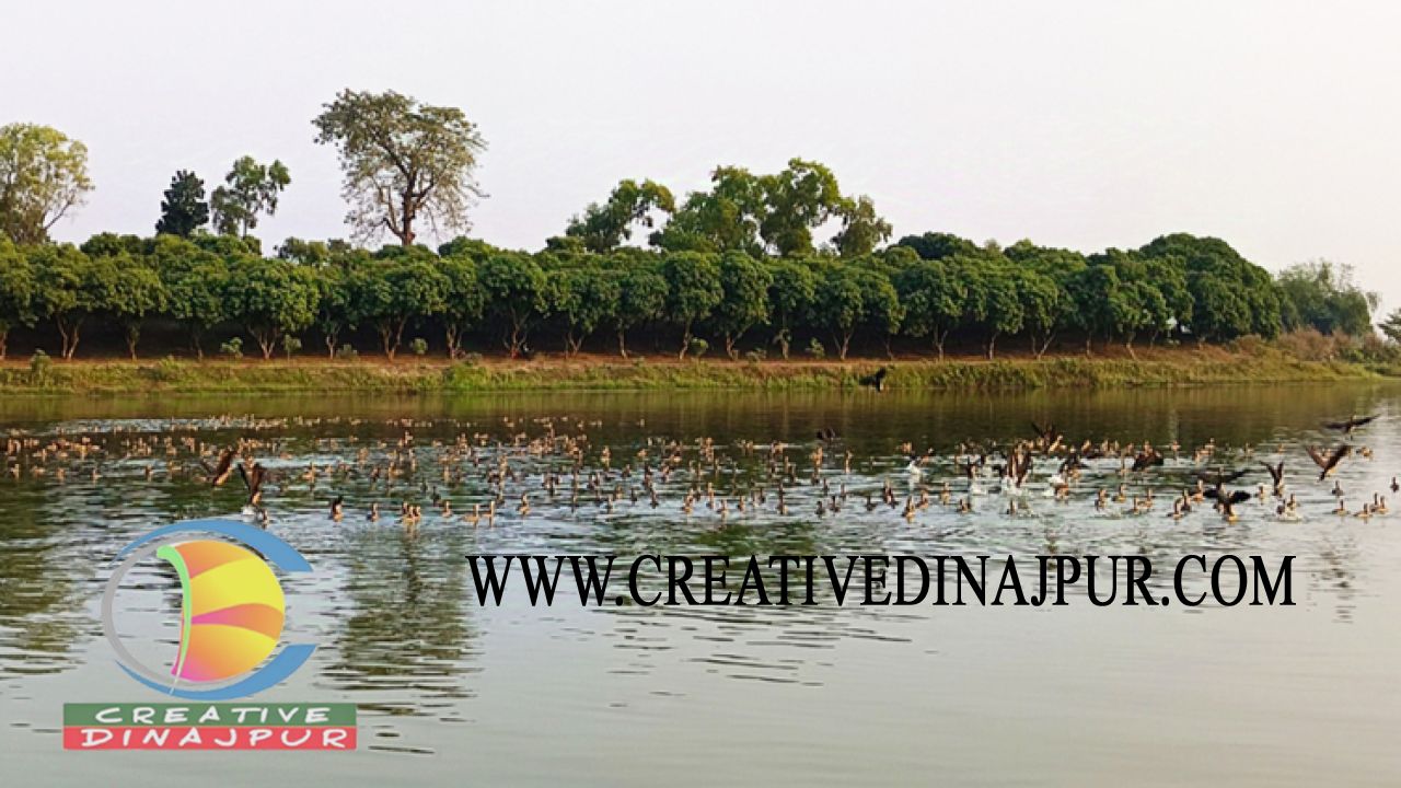 রামরাই দিঘিতে রং-বেরঙের নানা প্রজাতির অতিথি পাখি 