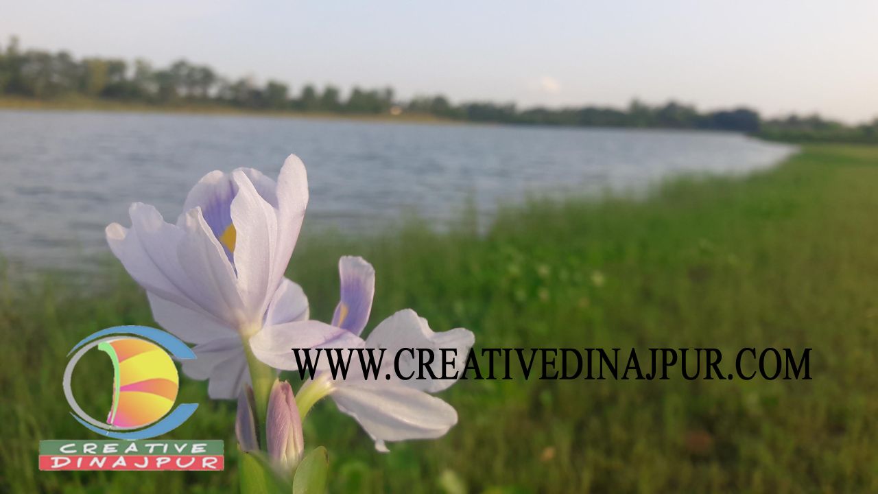 অপরুপ সুন্দর কচুরিপানার ফুল