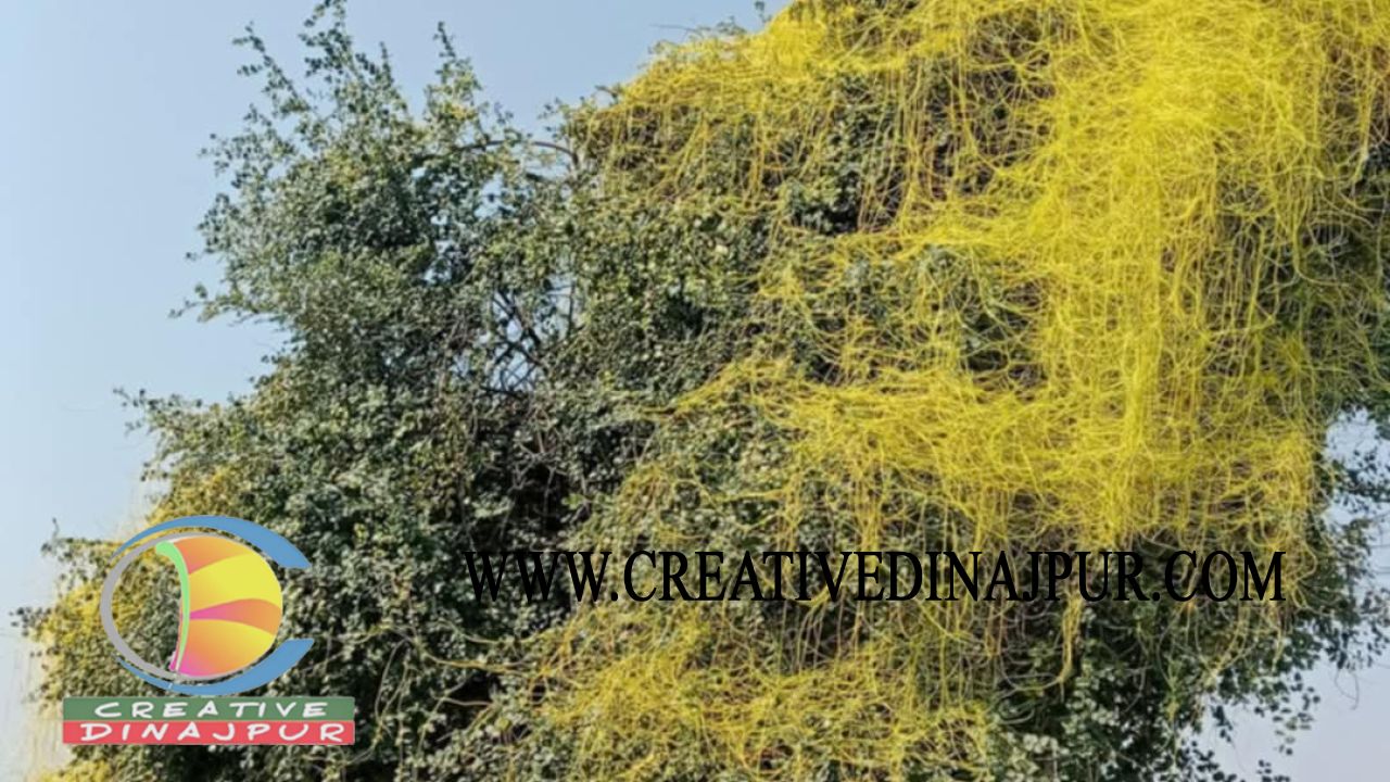পরগাছা
