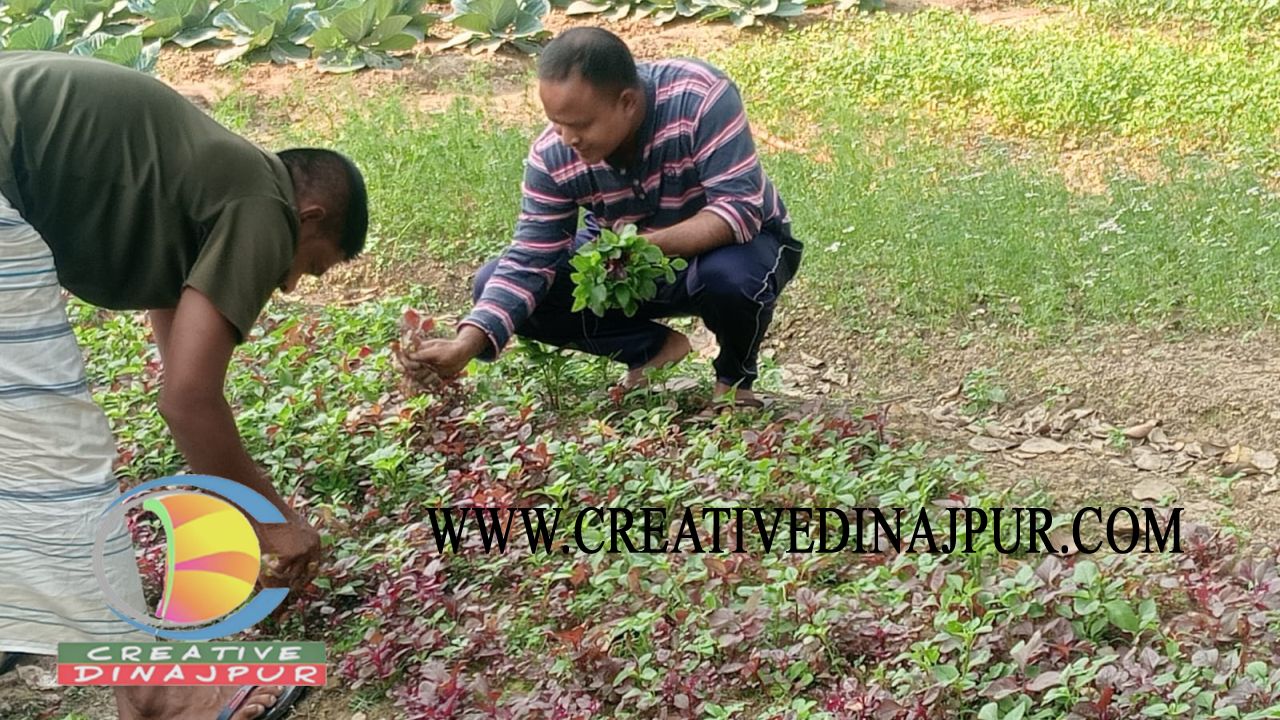 নবাবগঞ্জে পতিত জমিতে বিষমুক্ত সবজি চাষ : উপজেলা নির্বাহী অফিসারের অনুকরণীয় দৃষ্টান্ত