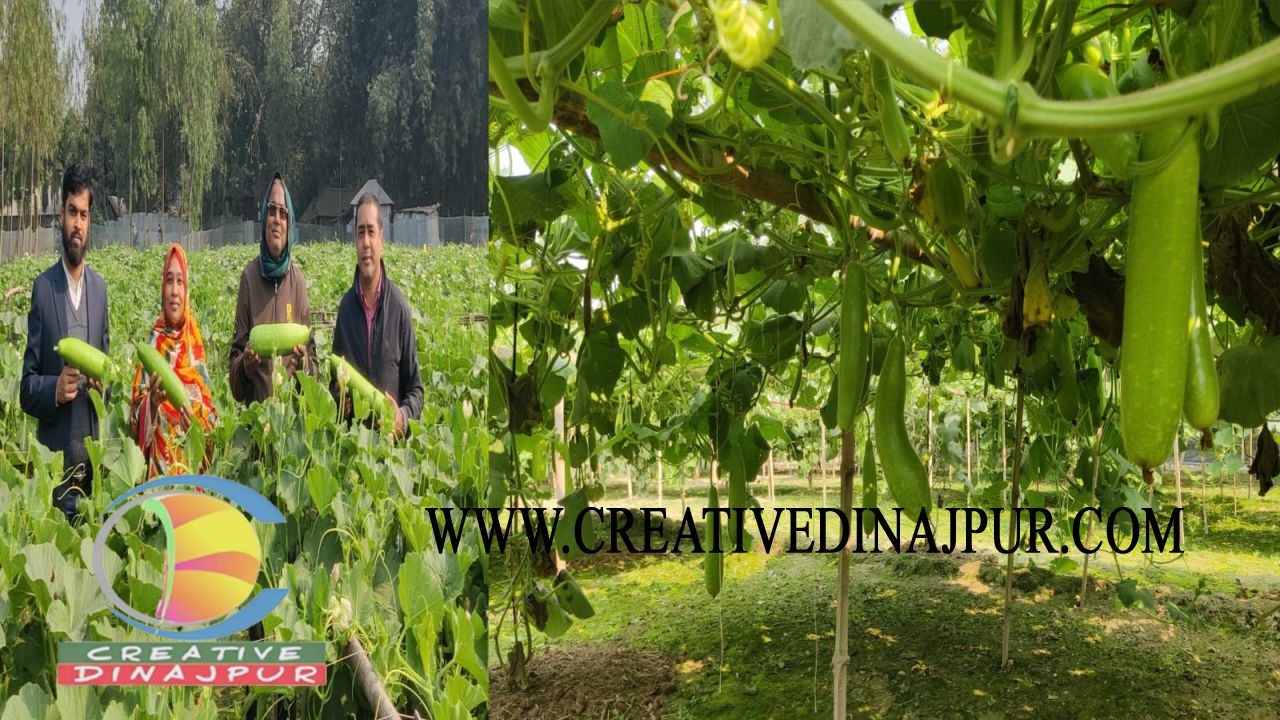 খানসামায় কৃষি বিভাগের পরামর্শে বদলে গেছে নিরাপদ পদ্ধতিতে লাউ চাষের চিত্র: লাভবান চাষী