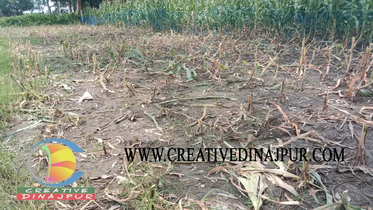 বীরগঞ্জে জমি নিয়ে বিরোধ, ভুট্টা ক্ষেত কেটে ক্ষতির অভিযোগ