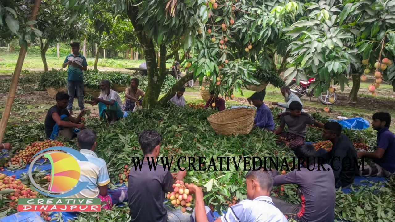 বীরগঞ্জে বাগানে বাগানে লিচু ছিড়ায় ব্যস্ত সময় পার করছেন শ্রমিকরা 