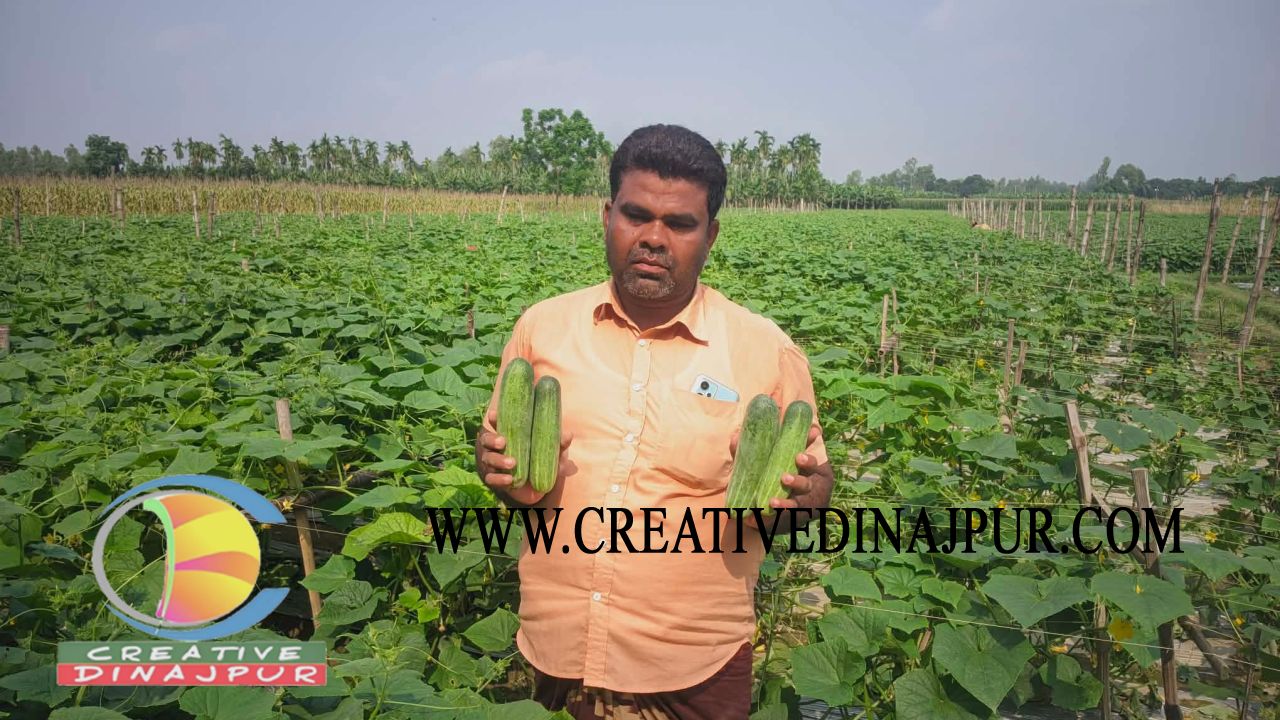 বীরগঞ্জে শসা চাষে সফলতা, ৬ বিঘা জমিতে কৃষক আবুল কাশেমের স্বপ্নপূরণ