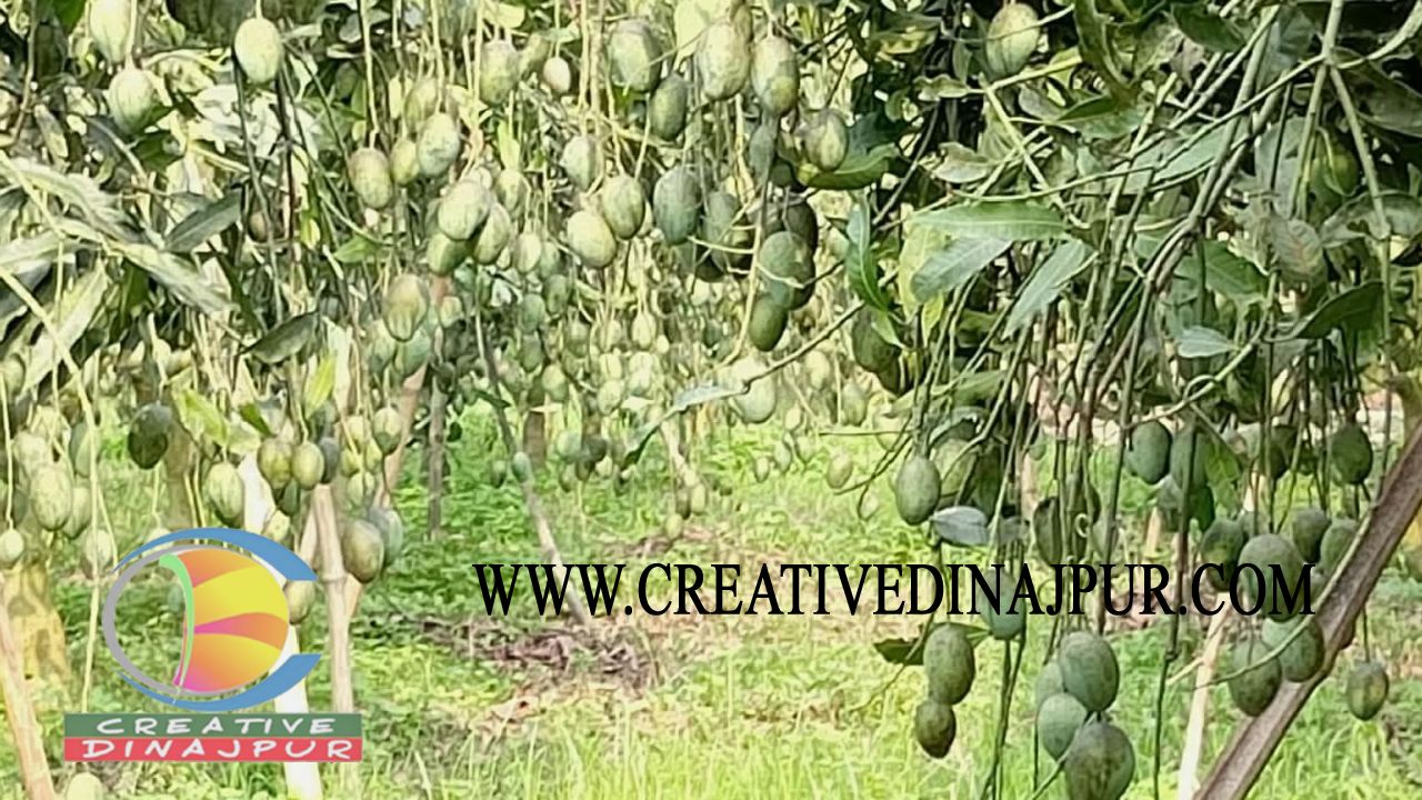 পাঁচবিবিতে আমের ব্যাপক ফলন, লাভের আশায় বাগানী 