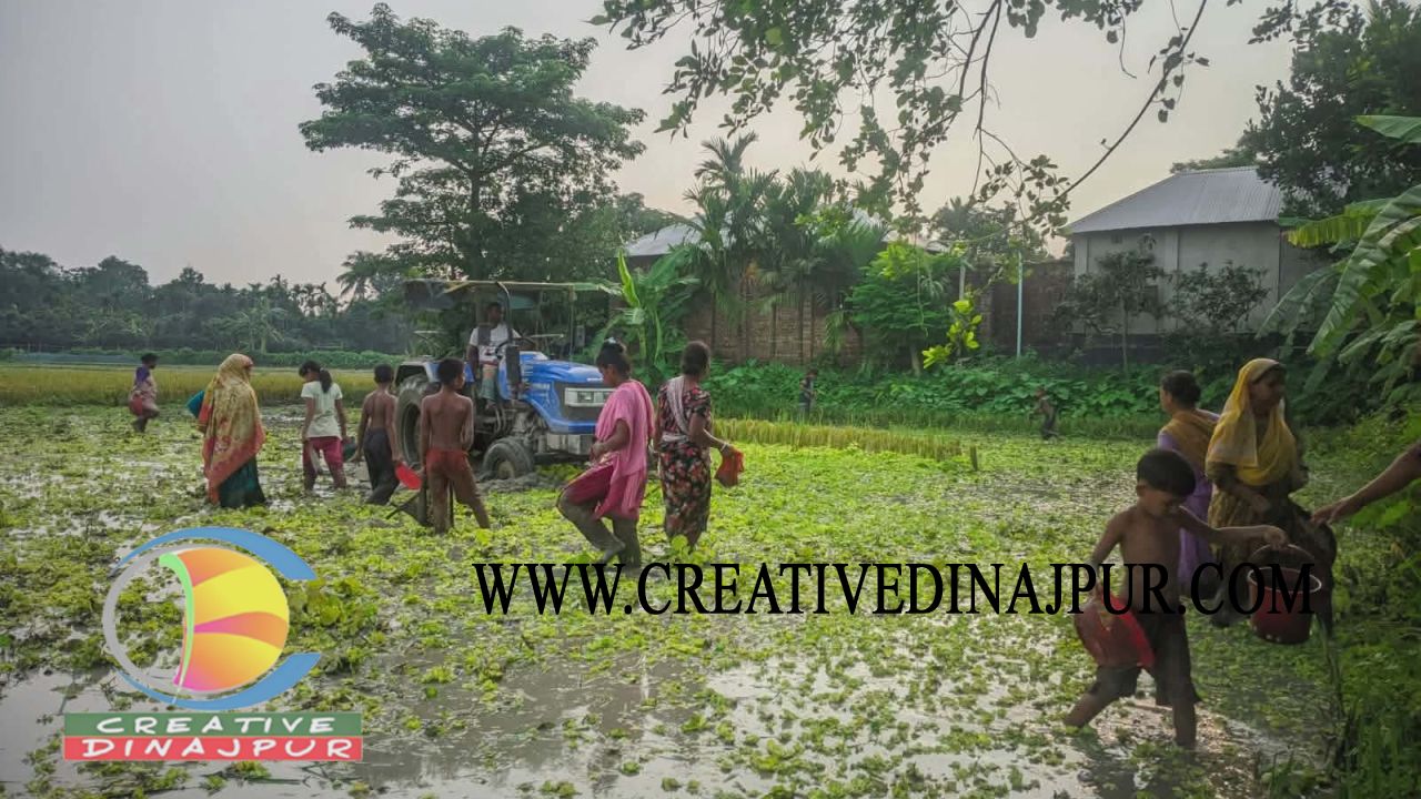 বীরগঞ্জে দেশীয় মাছ সংগ্রহের ধুম 