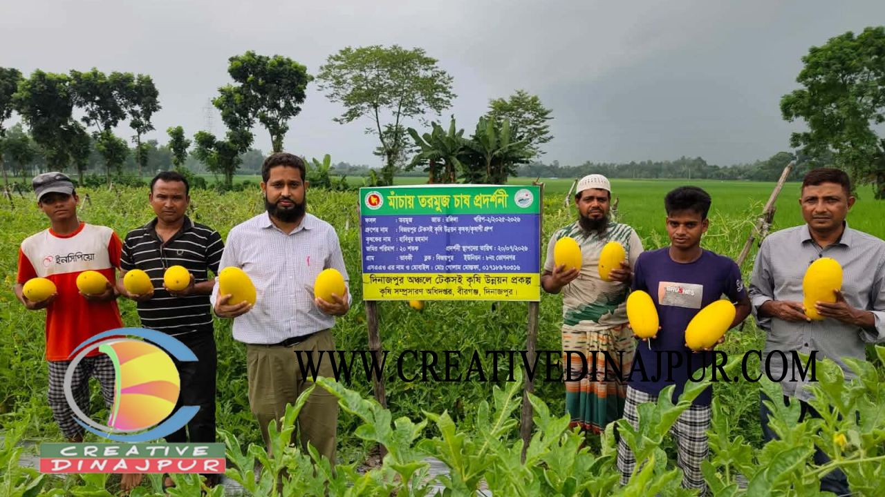 বীরগঞ্জে হলুদ রঙের তরমুজ চাষে হাবিবুরের সফলতা 