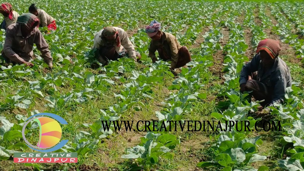 বীরগঞ্জে আগাম জাতের ফুলকপি পরিচর্যায় ব্যস্ত সময় পার করছেন কৃষকরা 