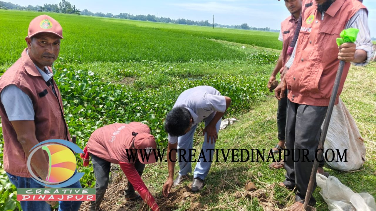 ঘোড়াঘাটে বজ্রপাত ঠেকাতে ১৮০০ তালবীজ রোপণ