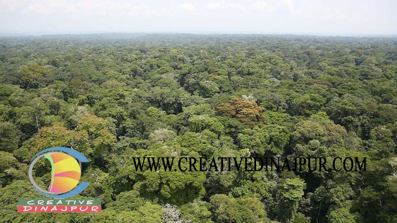 বনভূমির ওপর রিসোর্ট, সাভারে &lsquo;এগ্রো ট্যুরিজম&rsquo; প্রকল্পে বড় ঝুঁকি