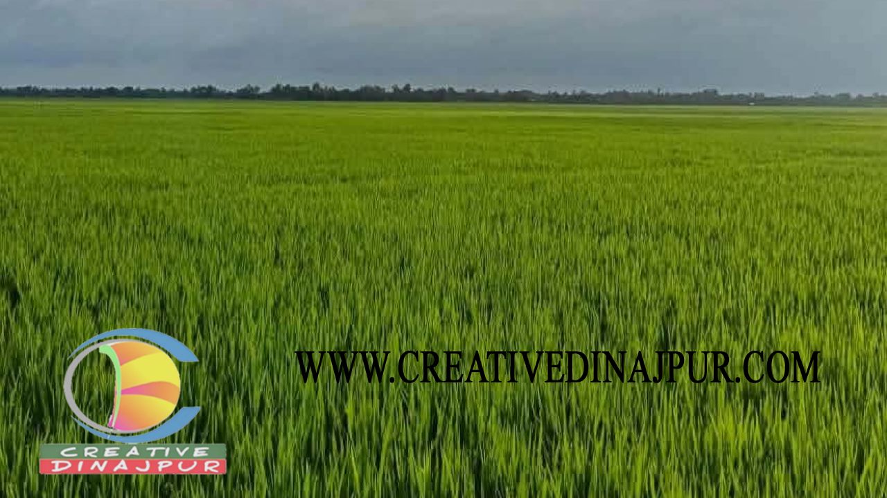 বীরগঞ্জে সবুজে ভরে উঠেছে আমন ক্ষেত