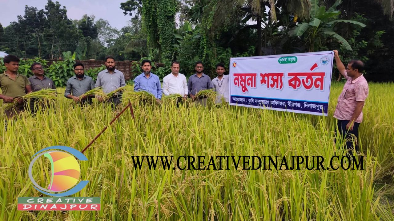 বীরগঞ্জে স্বল্পমেয়াদি আমন ধানের নমুনা শস্য কর্তন