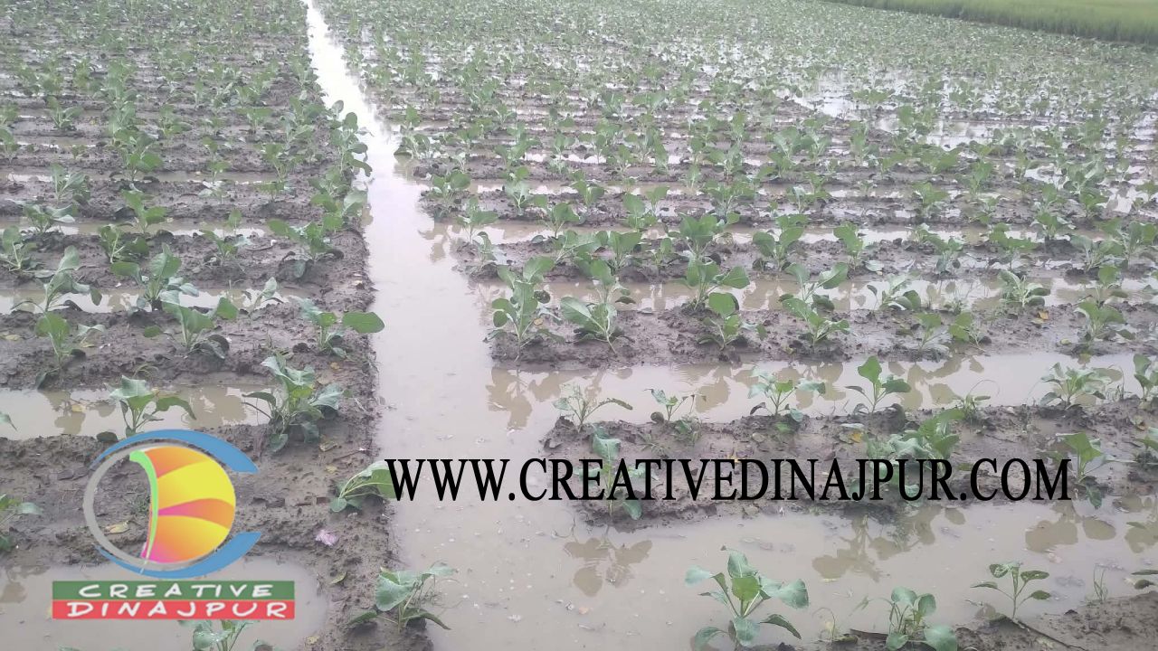 হঠাৎ বৃষ্টিতে বীরগঞ্জে তলিয়ে গেছে আগাম সবজির মাঠ,ক্ষতির আশঙ্কায় কৃষক    